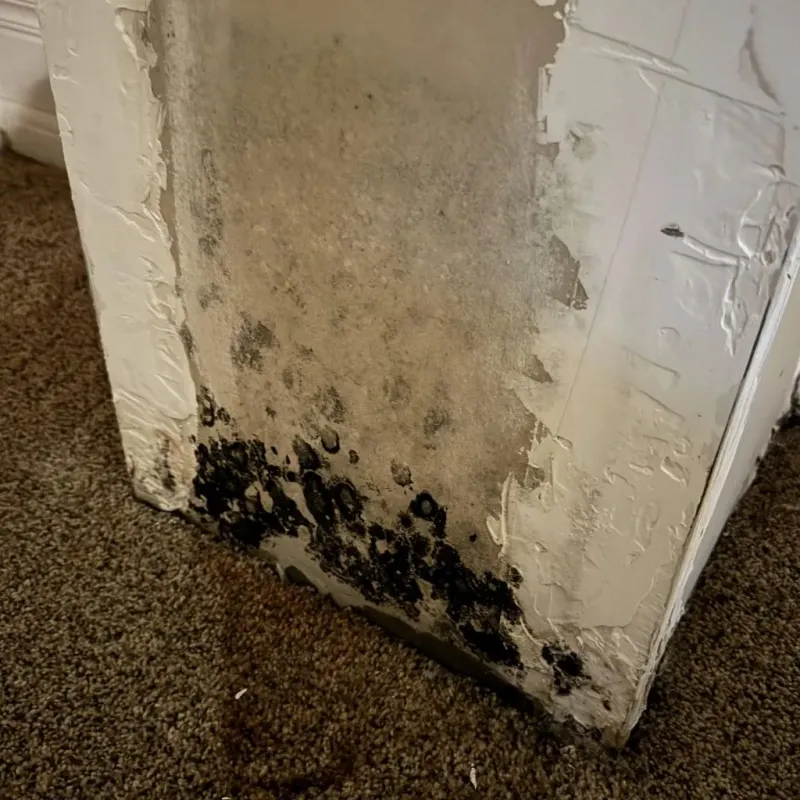 Professional Mold Removal in Golden, CO